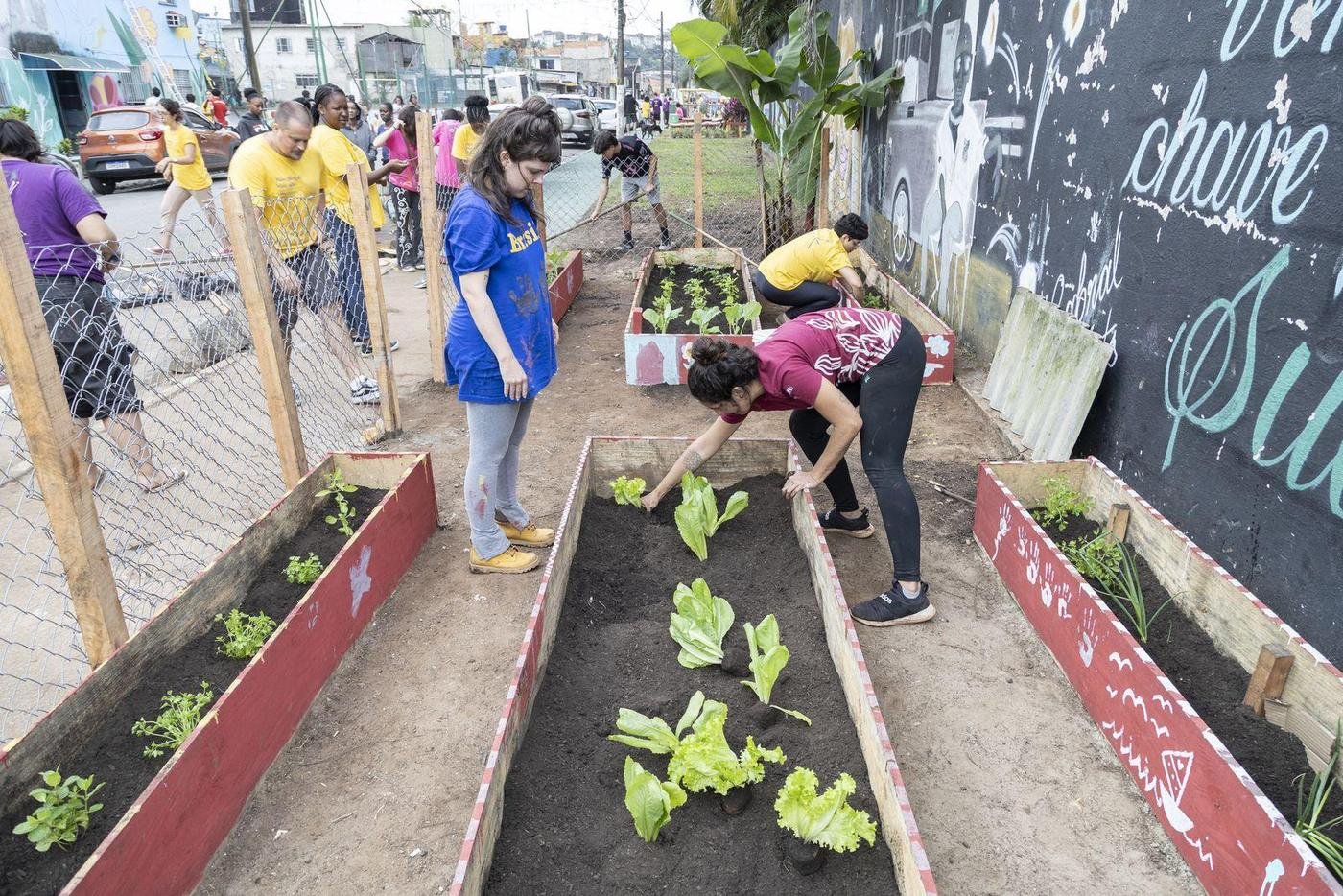 Canteiro recém plantado no meio da rua, com mudas de alface em fileira.